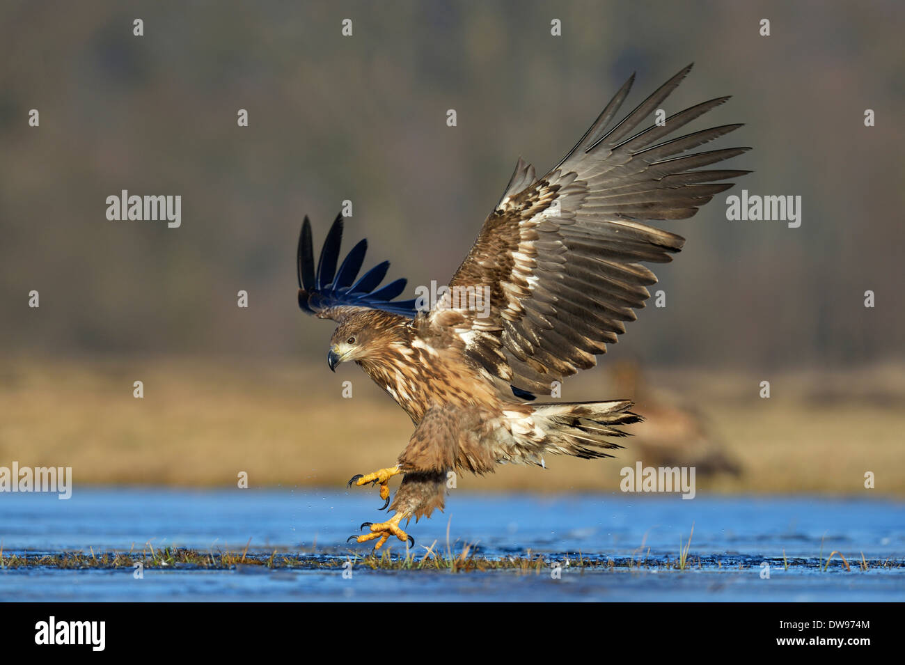 White-tailed Eagle (Haliaeetus albicilla), landing approach, Masovian Voivodeship, Poland Stock Photo