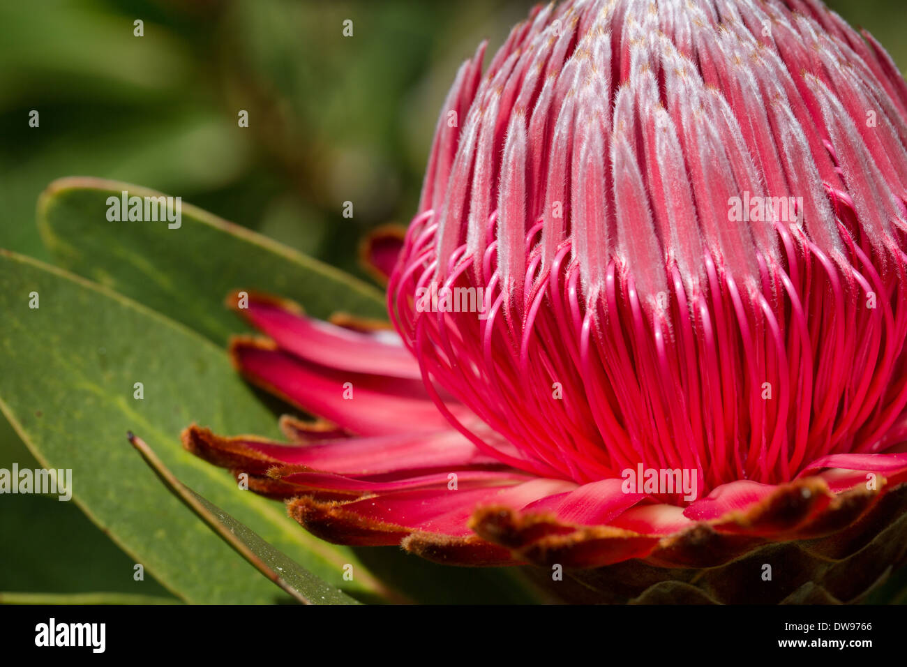 Protea Curvata flower about to reach full bloom and including leaf Stock Photo