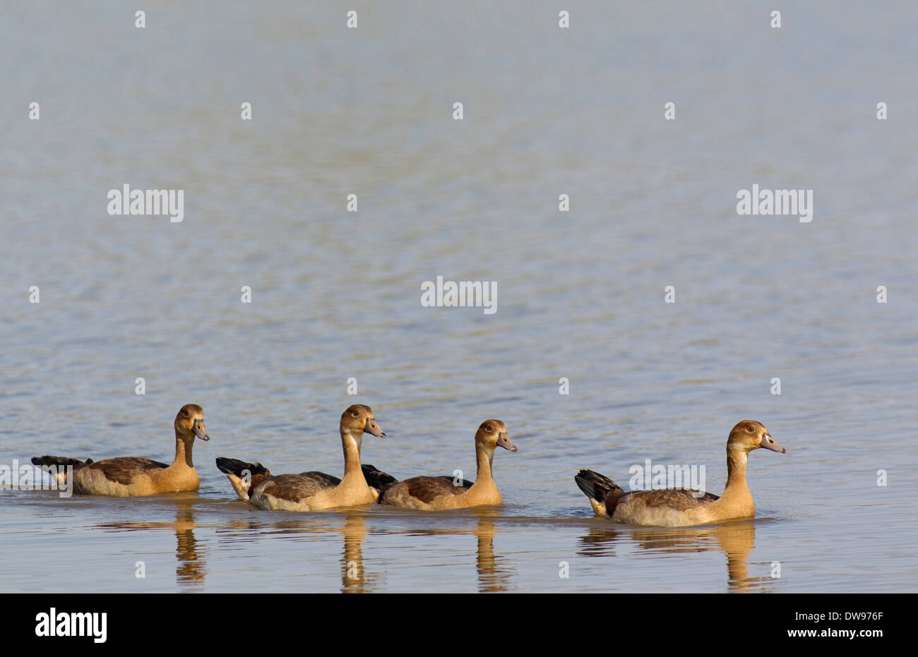 Egyptian Geese (Alopochen aegyptiaca), four young, Sunset Dam, Kruger National Park, South Africa Stock Photo