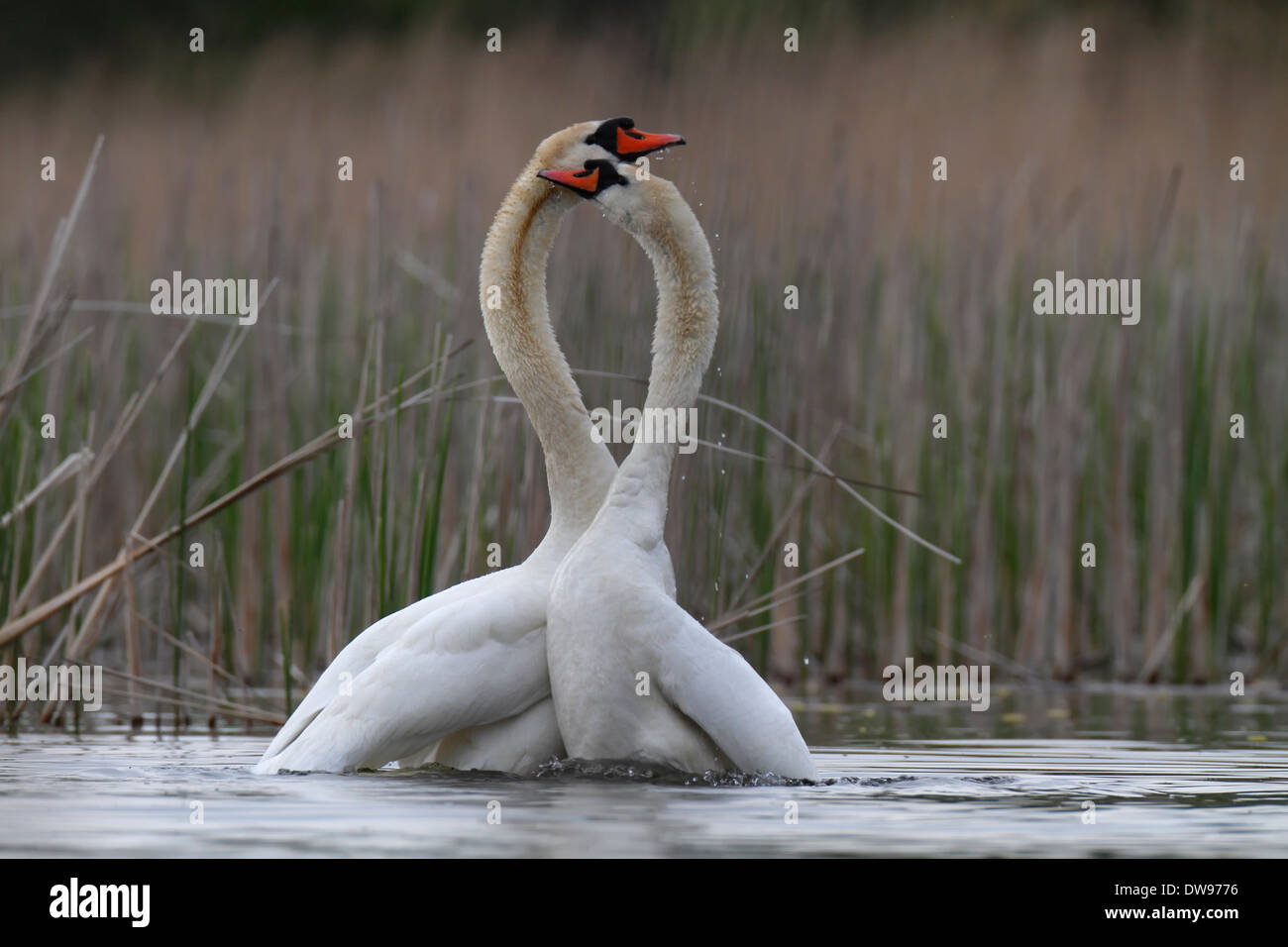 Mute swans courtship dance hires stock photography and images Alamy