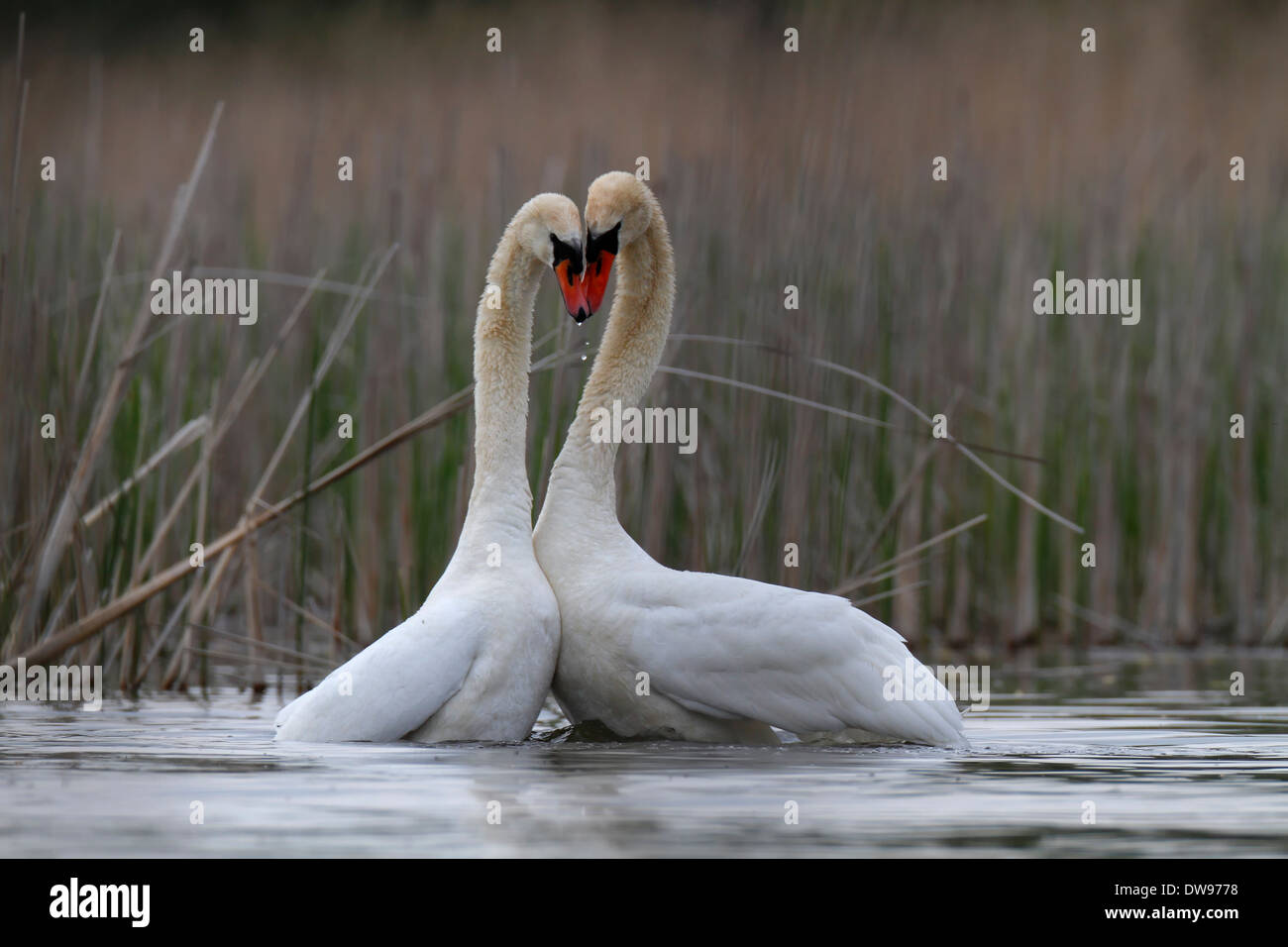 Mute Swans (Cygnus olor), pair during a mating dance, Müritz area