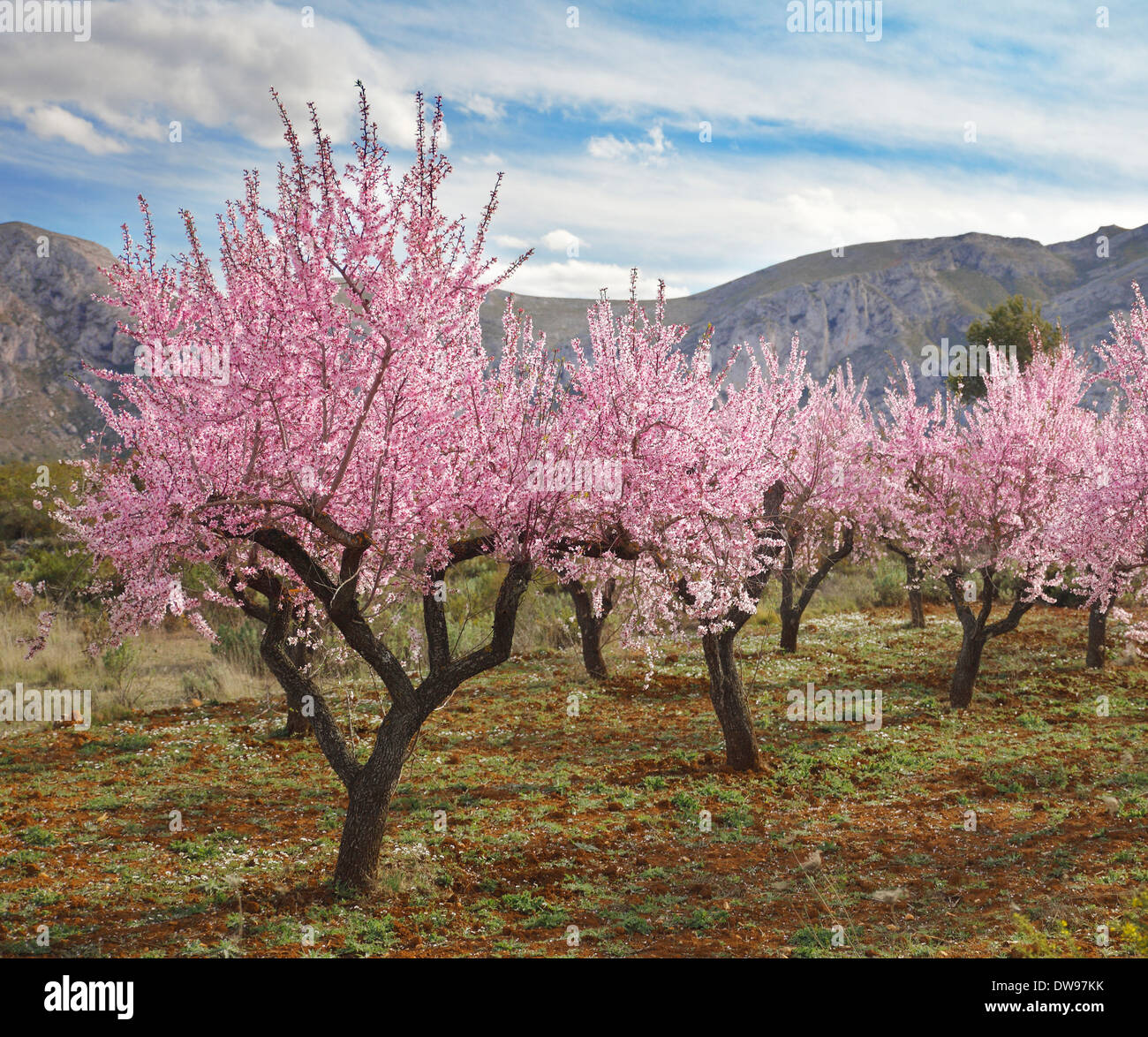 Cherry Blossom. Stock Photo