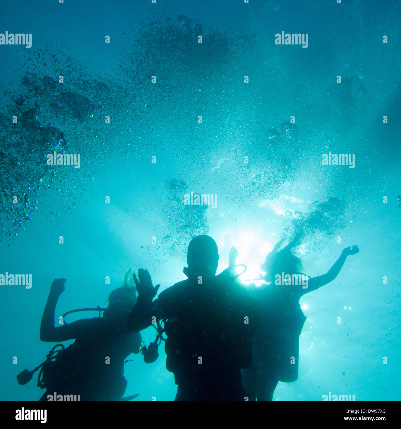 Scuba divers underwater Utila Bay Islands Honduras Stock Photo Alamy