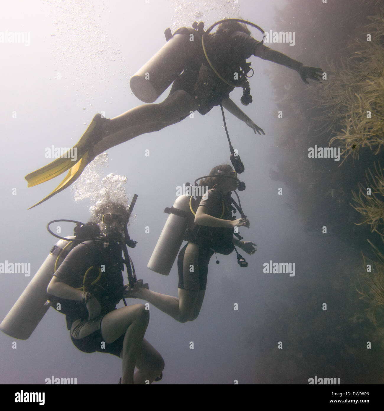 Scuba divers underwater Utila Bay Islands Honduras Stock Photo Alamy
