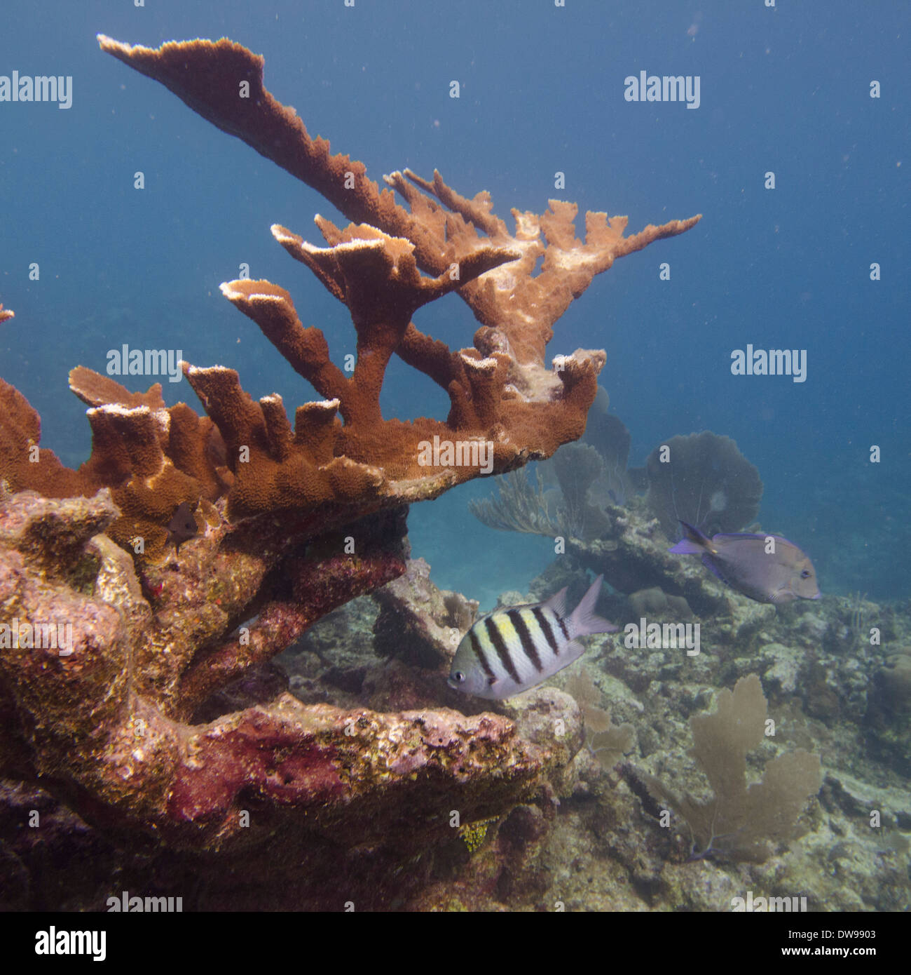Elkhorn coral (Acropora palmata) underwater Utila Island Bay Islands