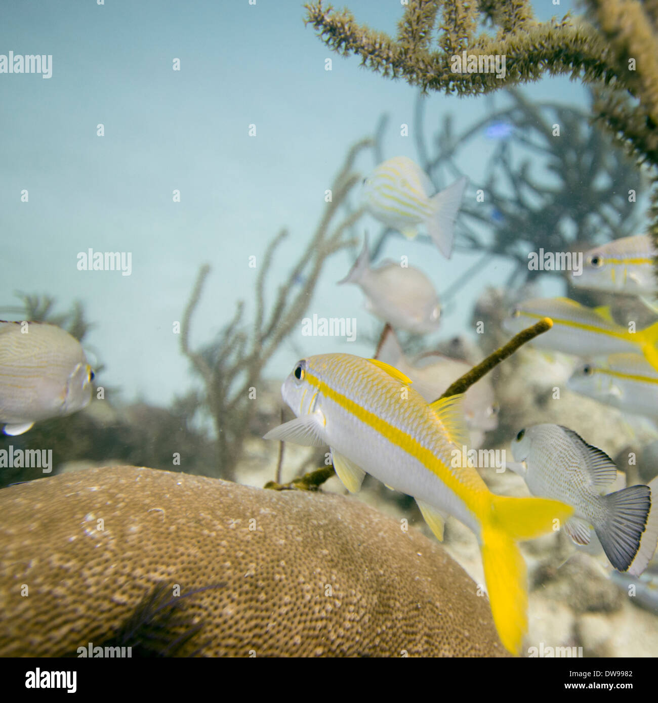 Underwater view of Yellowtail snappers (Ocyurus chrysurus) on coral wall Utila Bay Islands Honduras Stock Photo