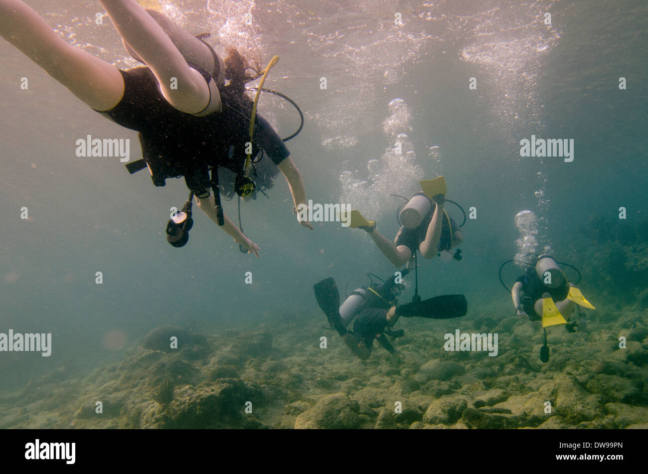 Scuba divers underwater Utila Bay Islands Honduras Stock Photo Alamy