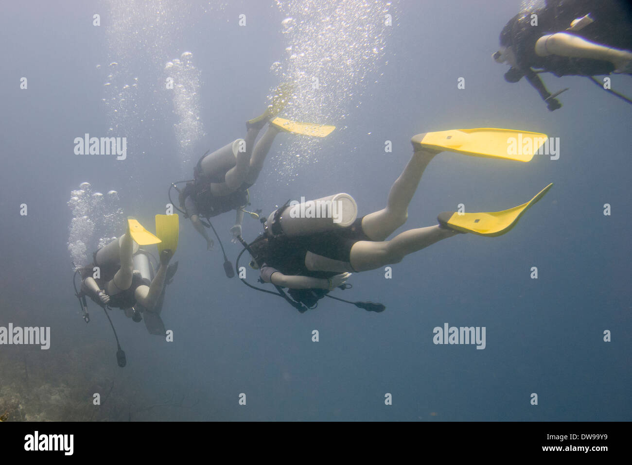 Scuba divers underwater Utila Bay Islands Honduras Stock Photo Alamy