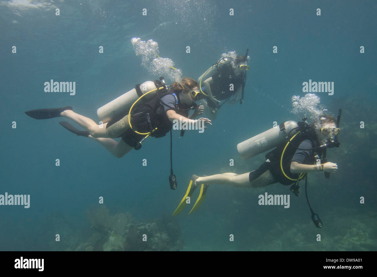 Scuba divers underwater Utila Bay Islands Honduras Stock Photo Alamy
