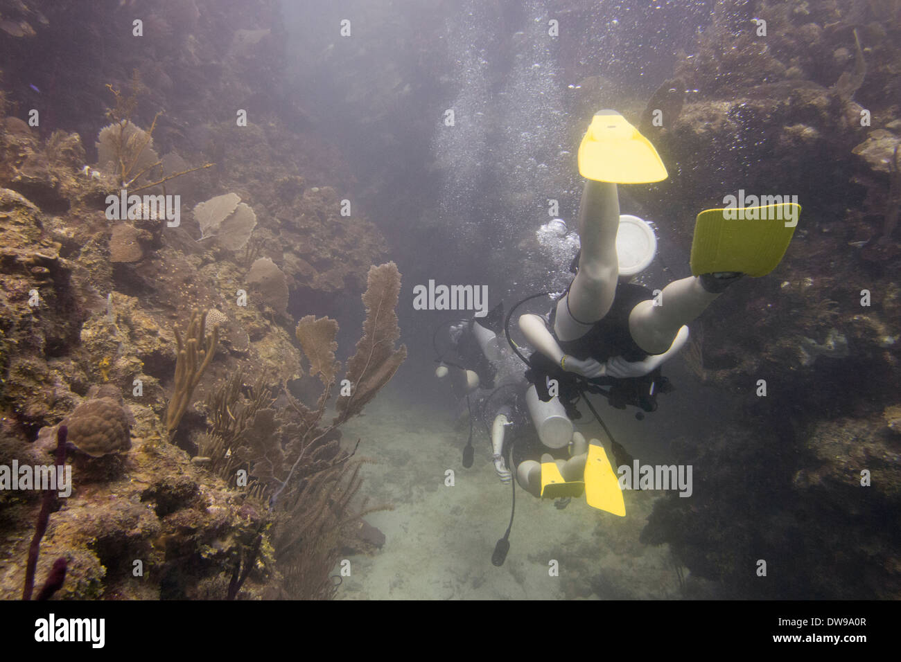 Scuba divers underwater Utila Bay Islands Honduras Stock Photo Alamy