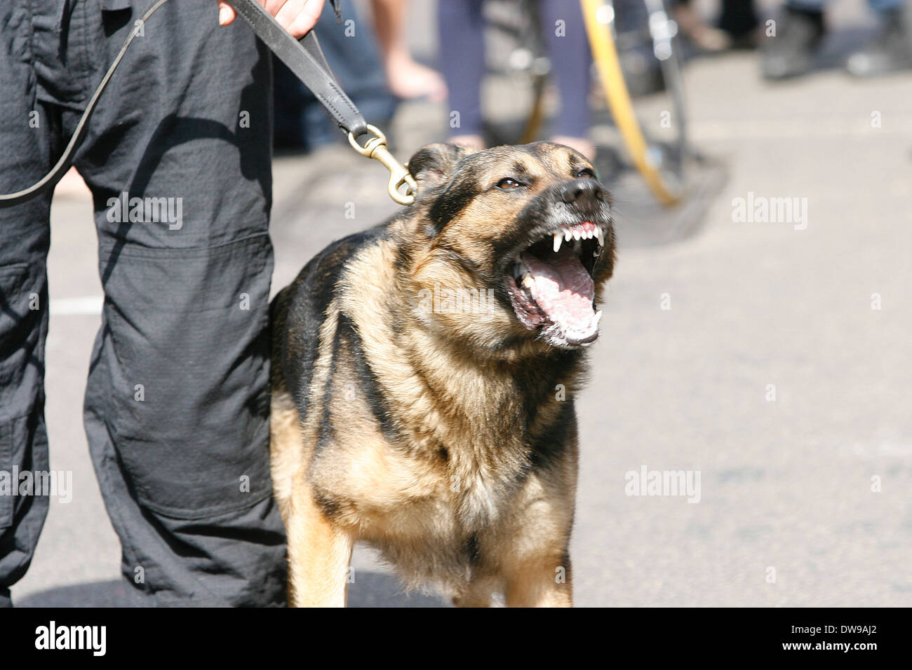 Metropolitan Police dog barking in Tower Hamlets London Stock Photo
