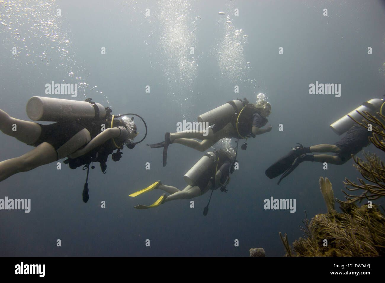 Scuba divers underwater Utila Bay Islands Honduras Stock Photo Alamy