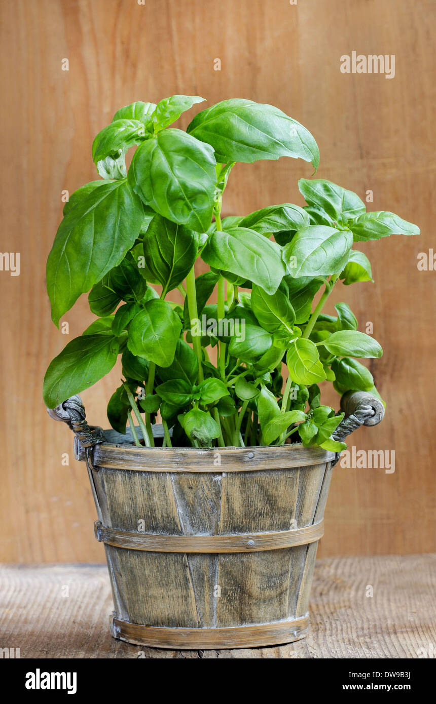 Basil plant on wooden background Stock Photo - Alamy