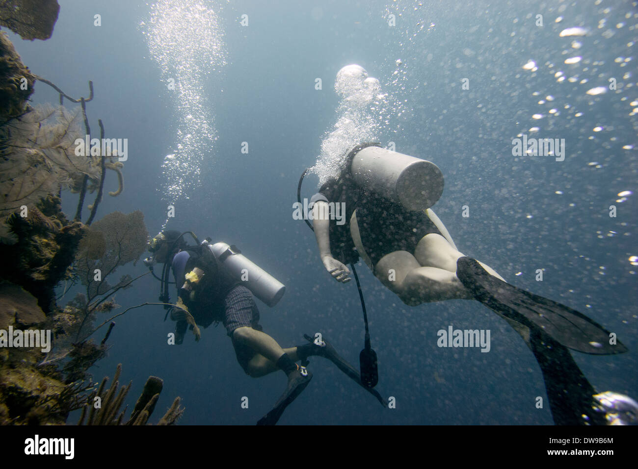 Scuba divers underwater Utila Bay Islands Honduras Stock Photo Alamy