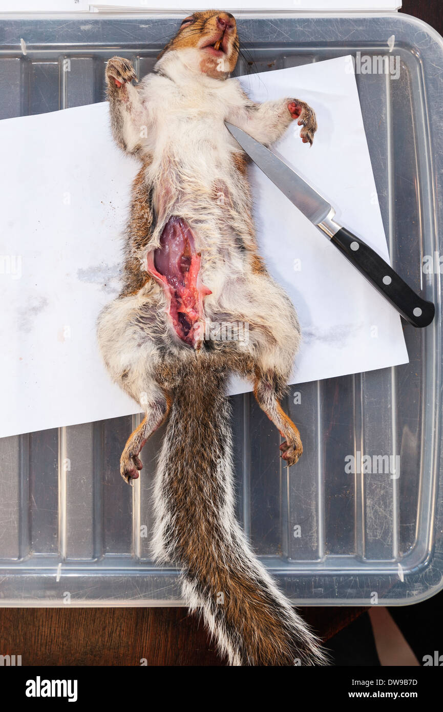 Stuffed hotsell squirrel taxidermy