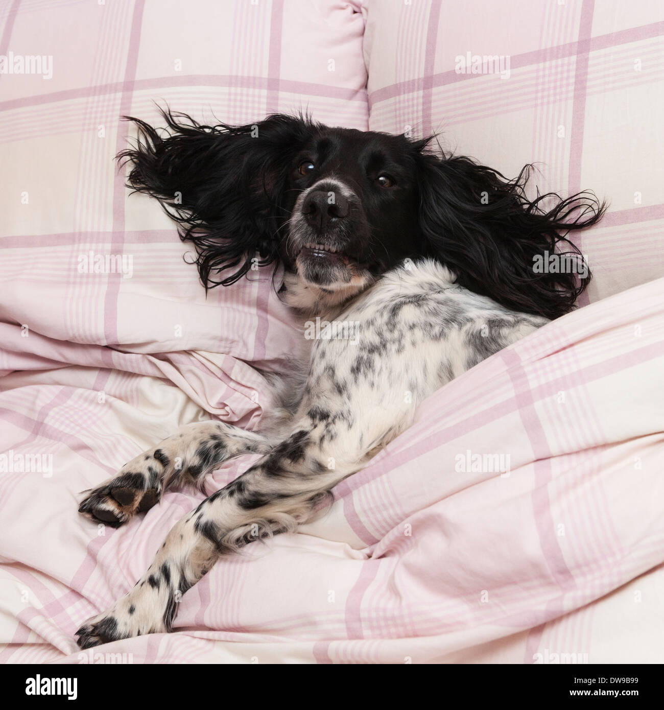 A black and white English Springer Spaniel indoors on a bed Stock Photo