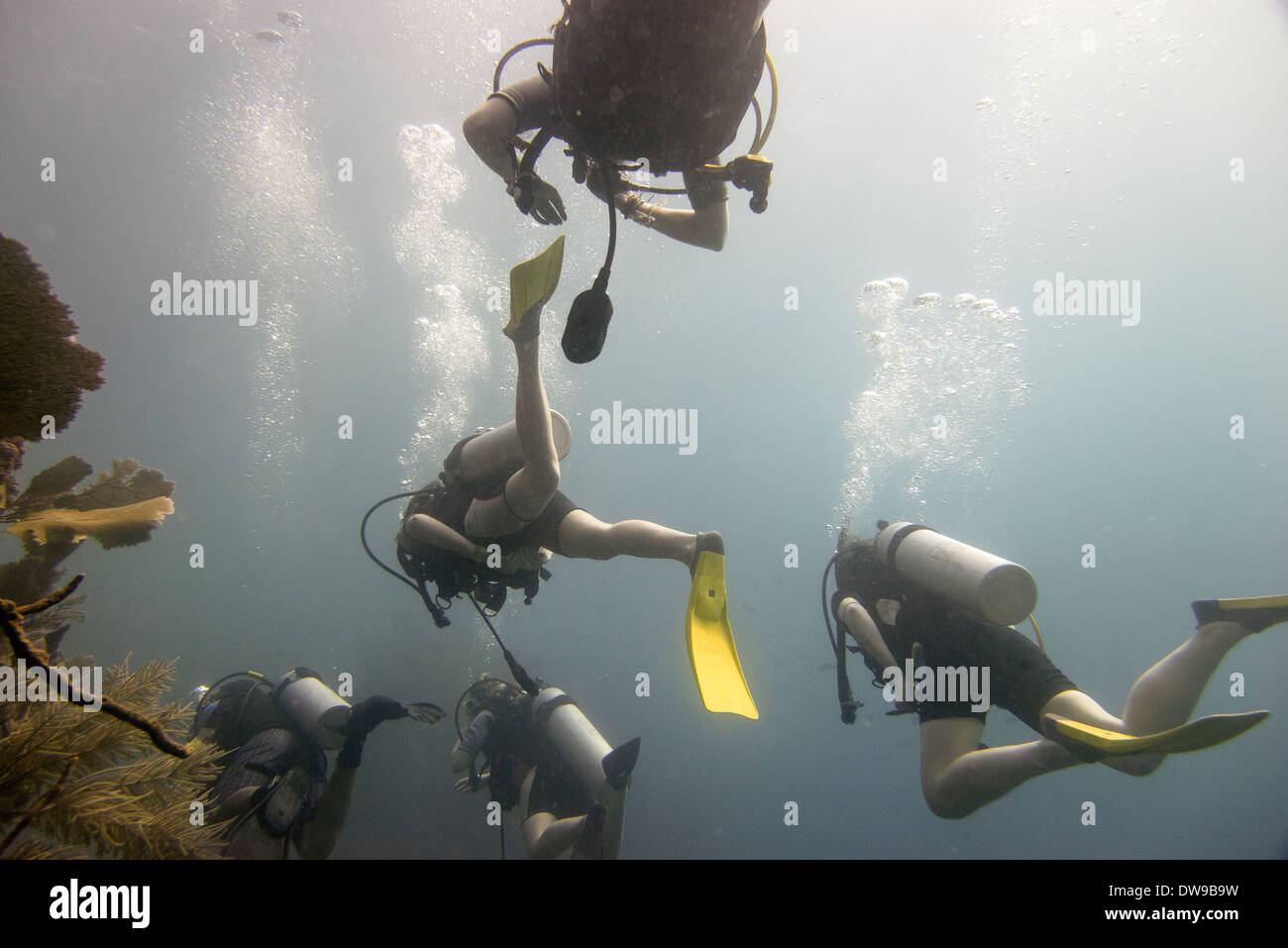 Scuba divers underwater Utila Bay Islands Honduras Stock Photo Alamy