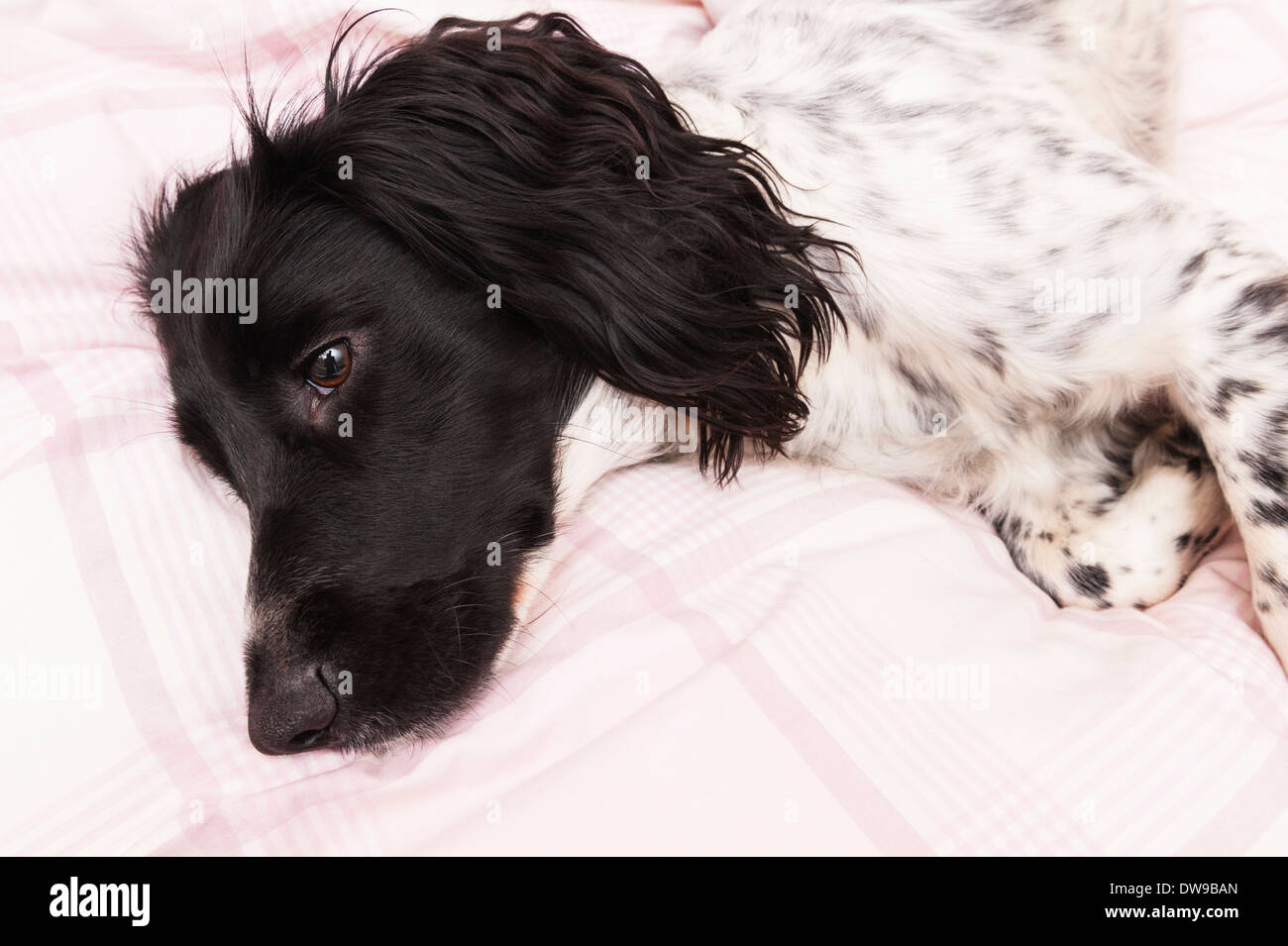 A black and white English Springer Spaniel indoors on a bed Stock Photo