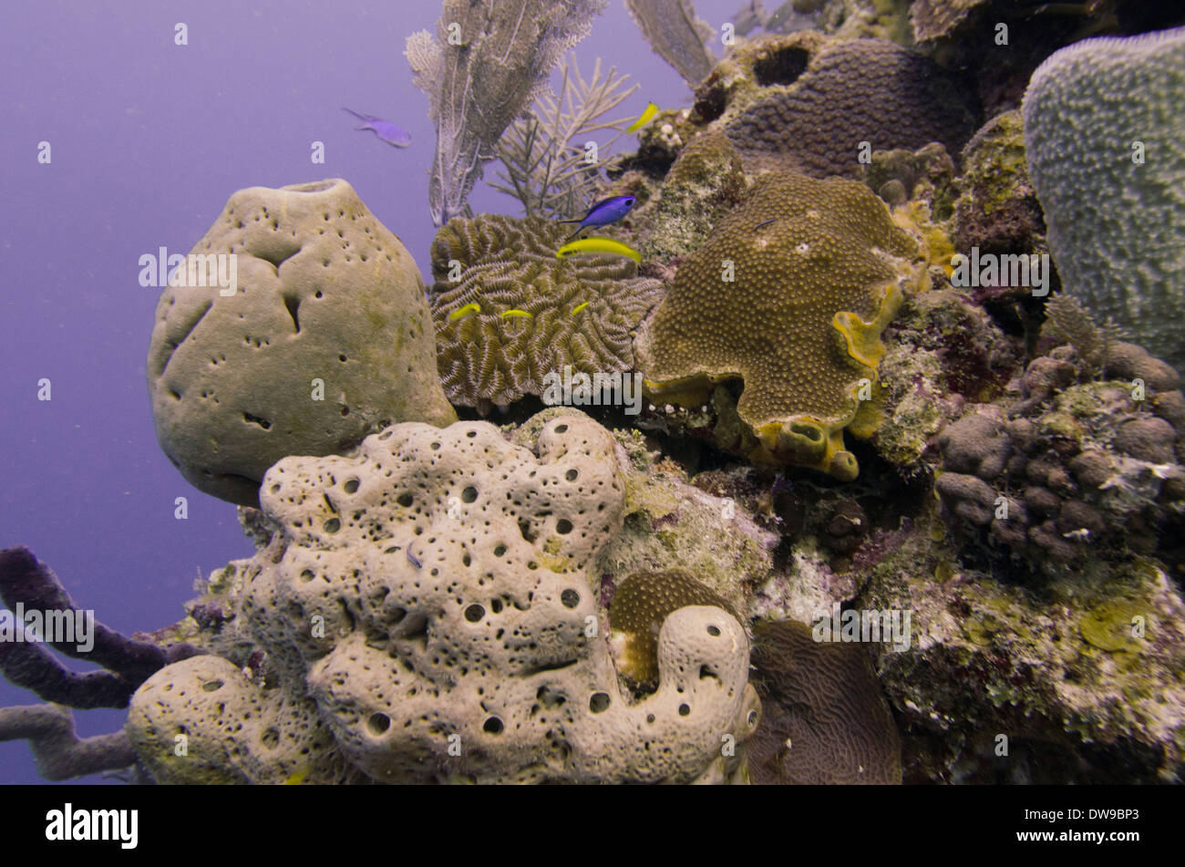 Underwater view of sponge with coral reef, Utila, Bay Islands, Honduras Stock Photo