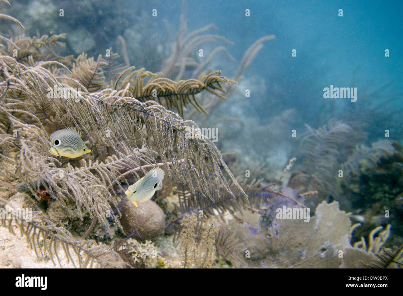Foureye Butterflyfish (Chaetodon capistratus) swimming underwater, Utila Island, Bay Islands, Honduras Stock Photo