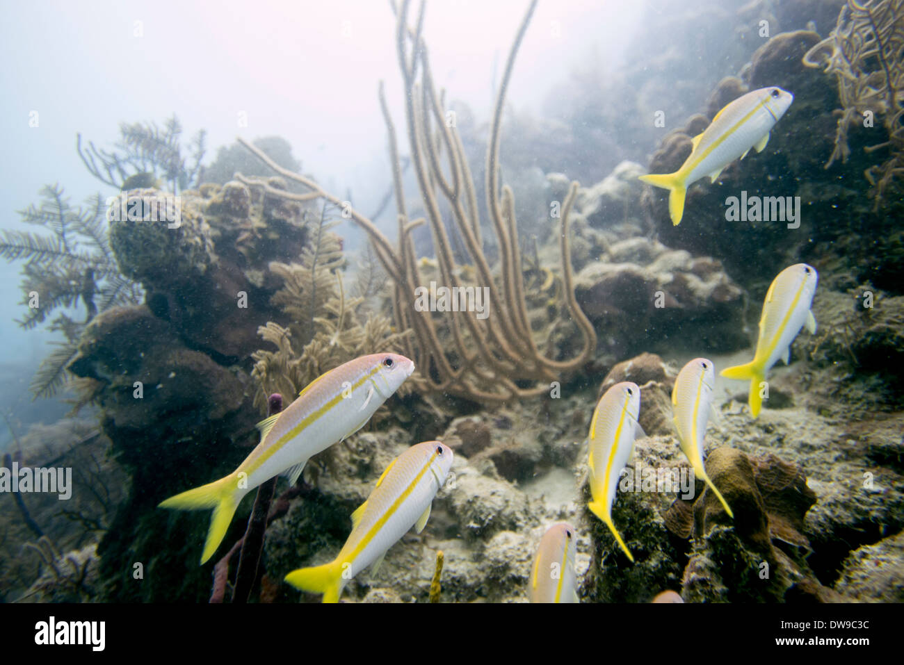 Underwater view of Yellowtail snappers (Ocyurus chrysurus) on coral wall, Utila, Bay Islands, Honduras Stock Photo