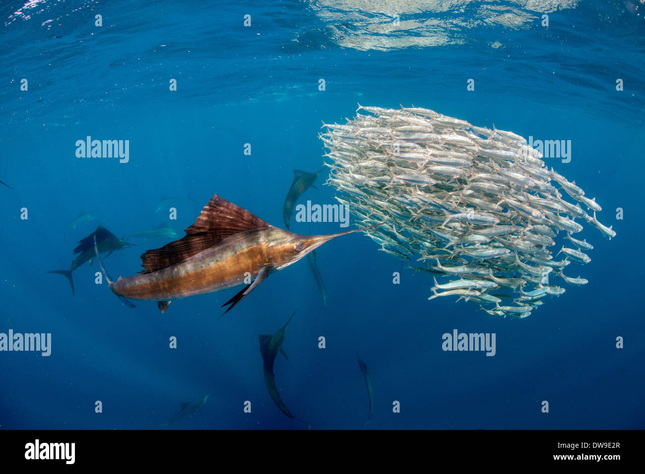 Atlantic Sailfish hunting Spanish sardines, Isla Mujeres, Yucatan, Mexico Stock Photo