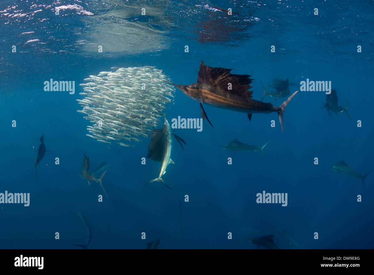 Atlantic Sailfish hunting Spanish sardines, Isla Mujeres, Yucatan, Mexico Stock Photo