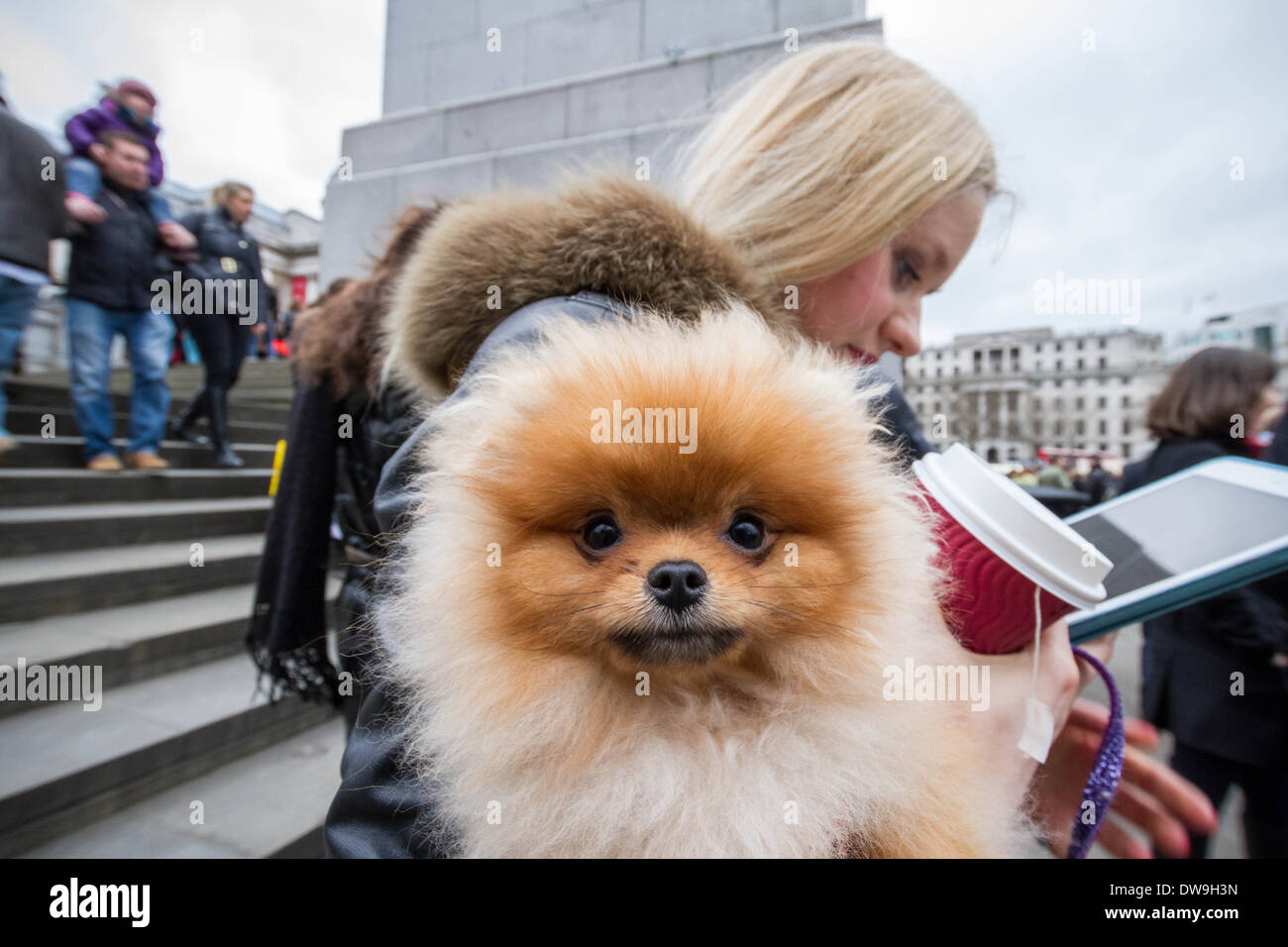 Russian spectator with pet dog. Crowds gather for Russian Maslenitsa Festival 2014 in London Stock Photo