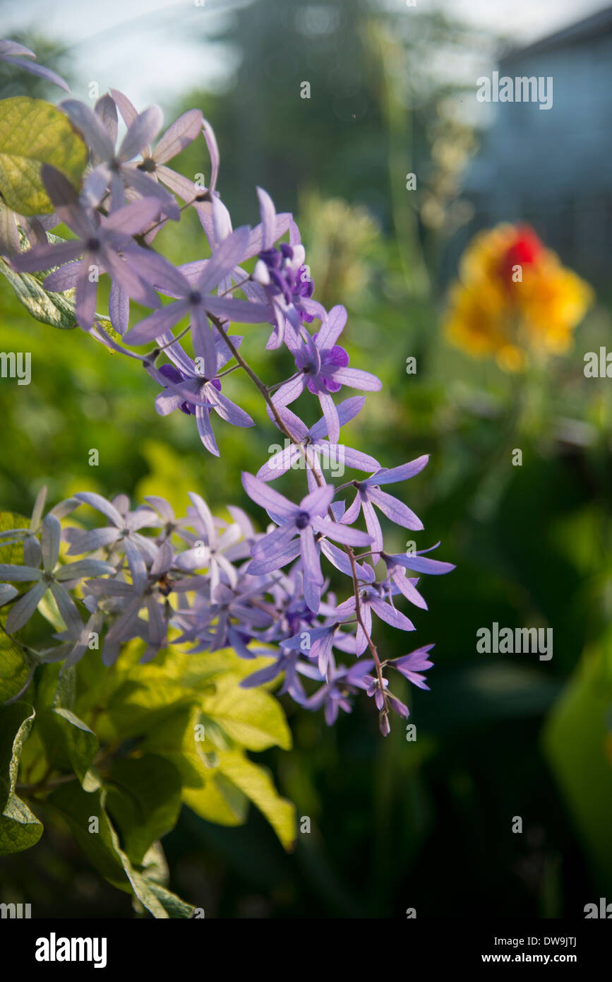 Closeup of flowers Cayman Cay Utila Island Bay Islands Honduras Stock