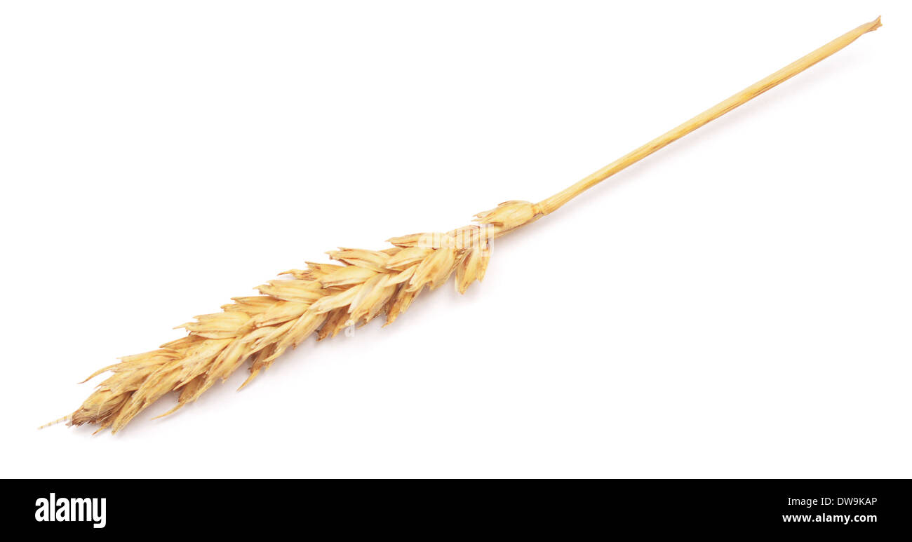 ear of wheat on white background Stock Photo