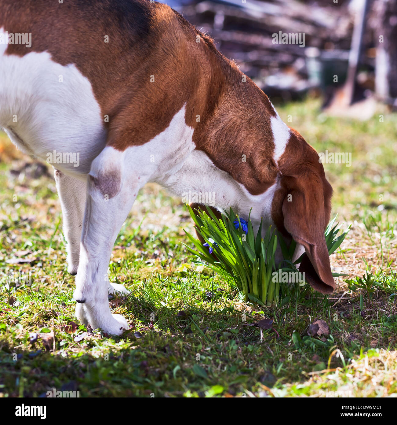 Dog smells flower hires stock photography and images Alamy