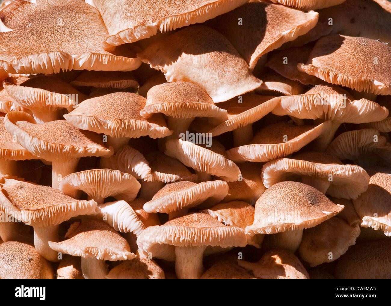 Clump of Toadstools Stock Photo