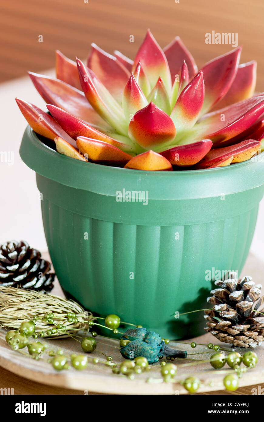 Red succulent in a green flowerpot with cones and decoration. Stock Photo
