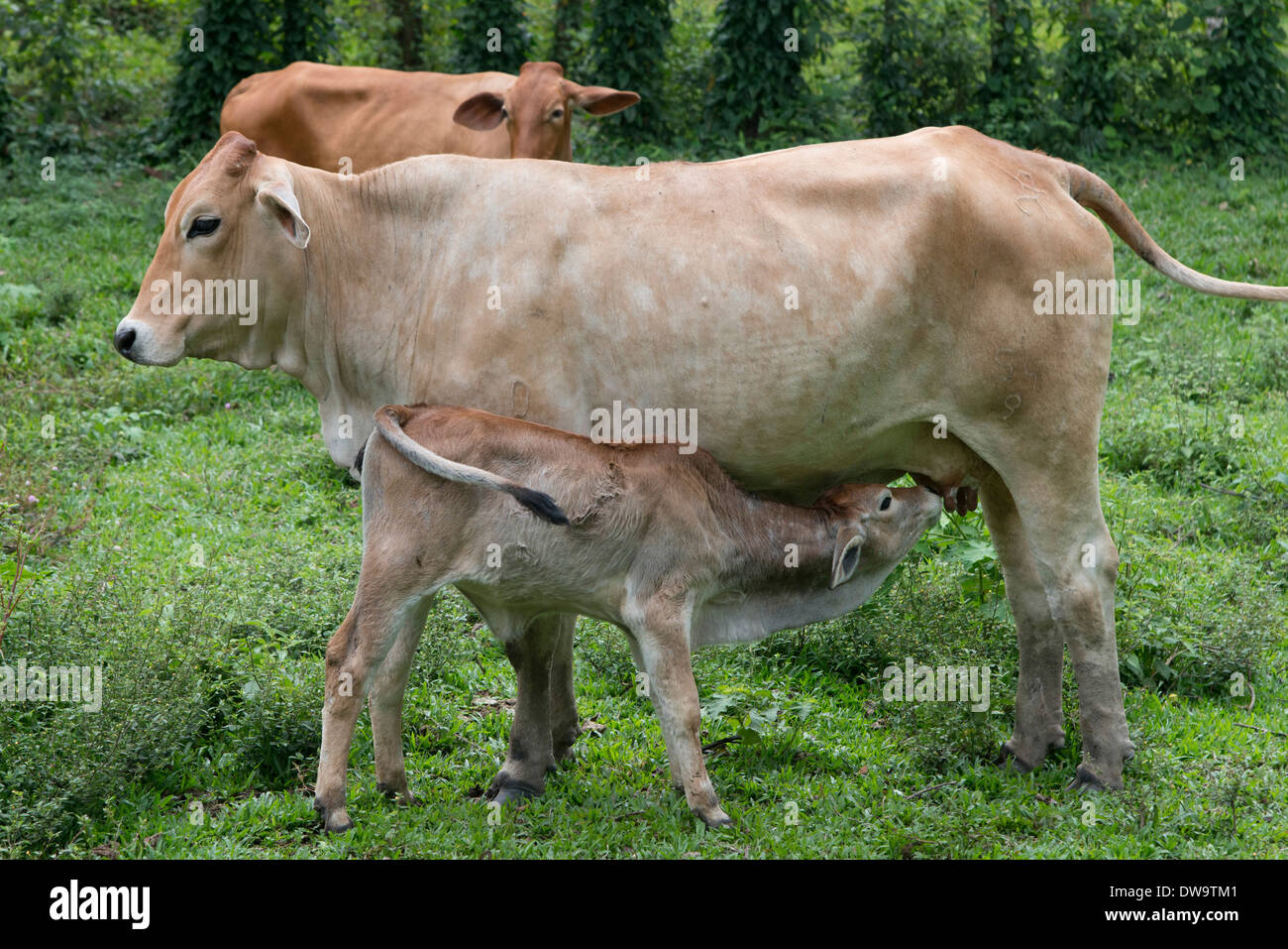 Cow nursing its calf in a farm Finca El Cisne Honduras Stock Photo Alamy