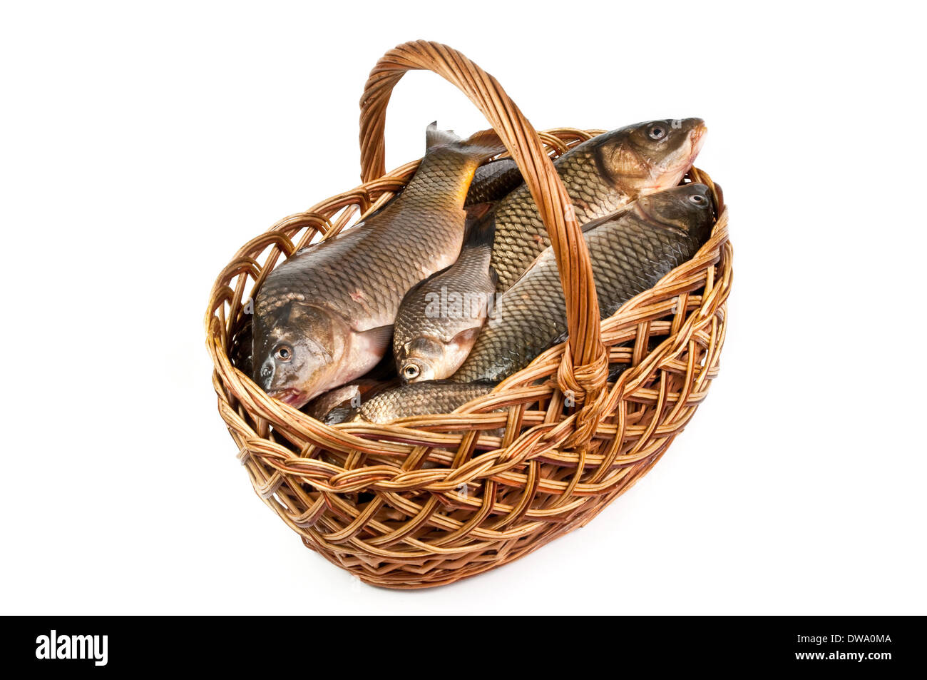 https://c8.alamy.com/comp/DWA0MA/fresh-fish-in-a-basket-isolated-in-white-DWA0MA.jpg