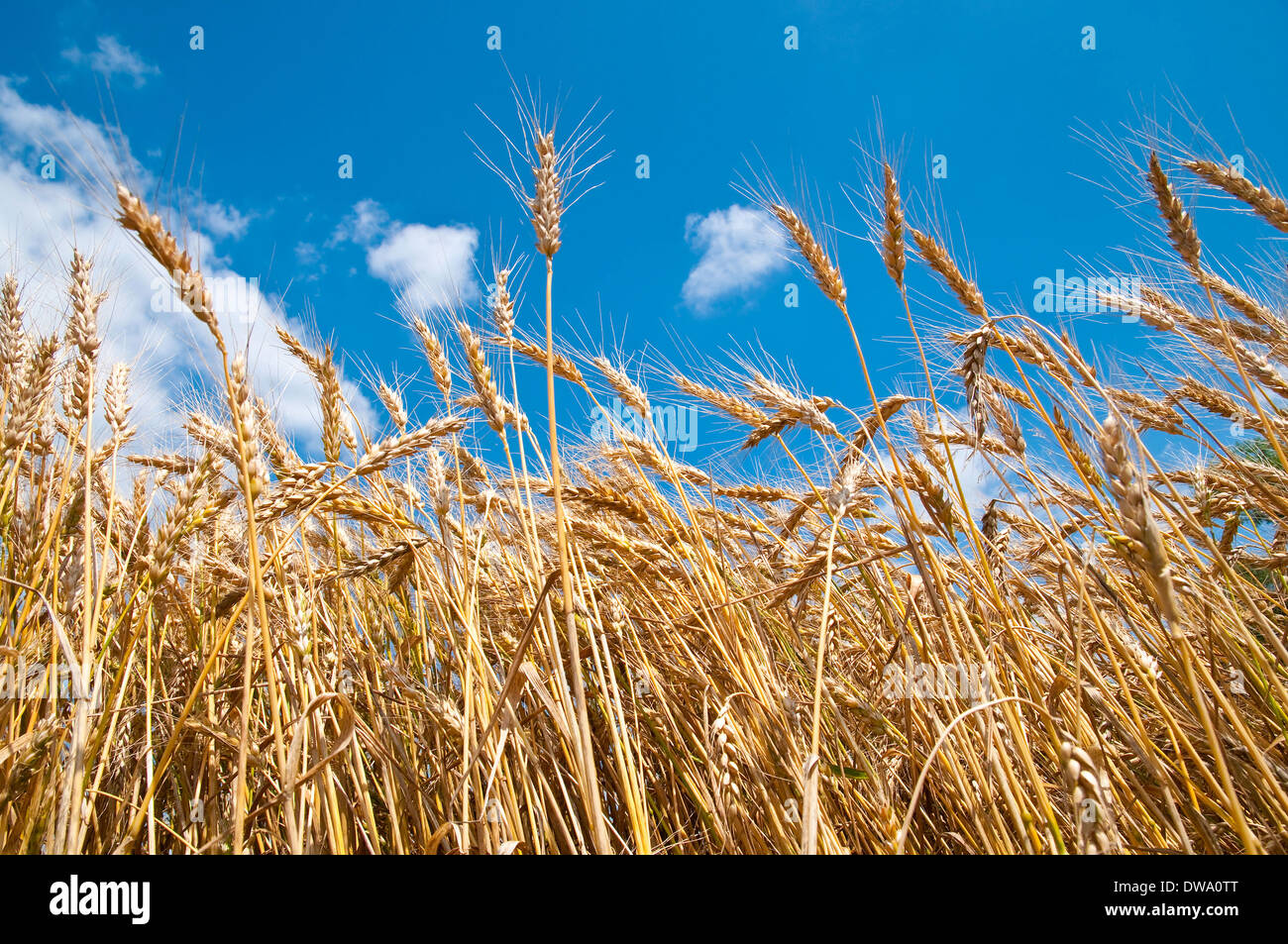 Wheat field and blue sky with clouds Stock Photo - Alamy