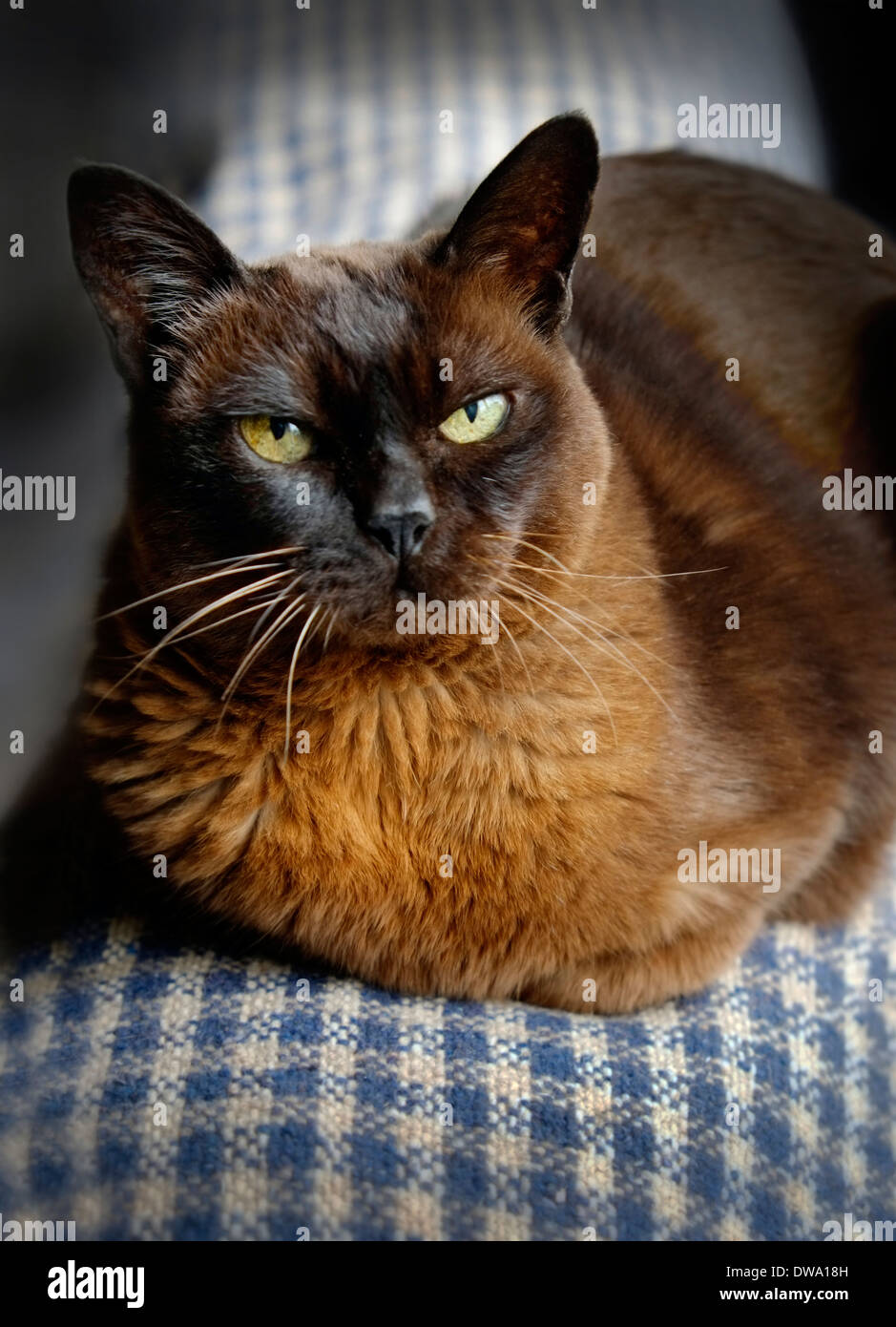 Elderly 19 year old Brown Burmese Cat in Ireland Stock Photo