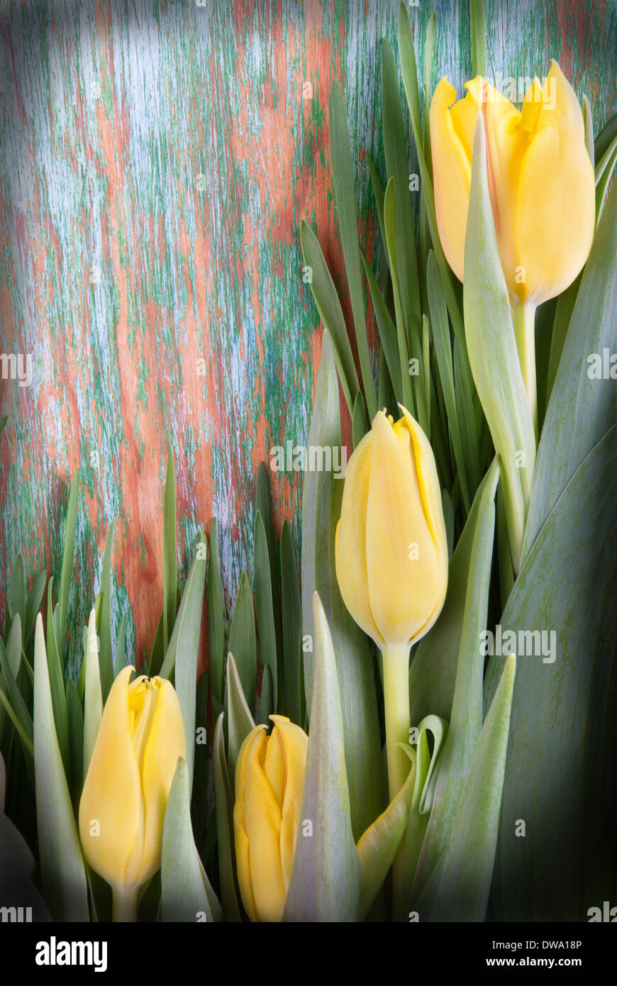 Yellow Tulip Background on green Wood with Free Space Stock Photo - Alamy