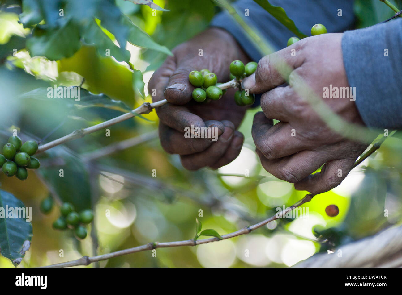 Calloused rough hands handpick ripe coffee berries off overflowing bushes in a field above Ataca, Ruta de las Flores El Salvador Stock Photo