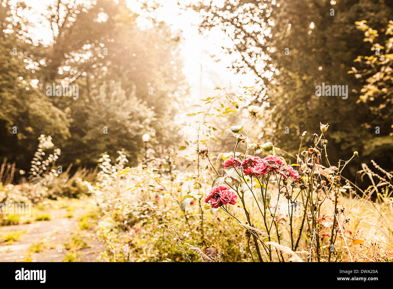Garden path overgrown with weeds and wildflowers Stock Photo