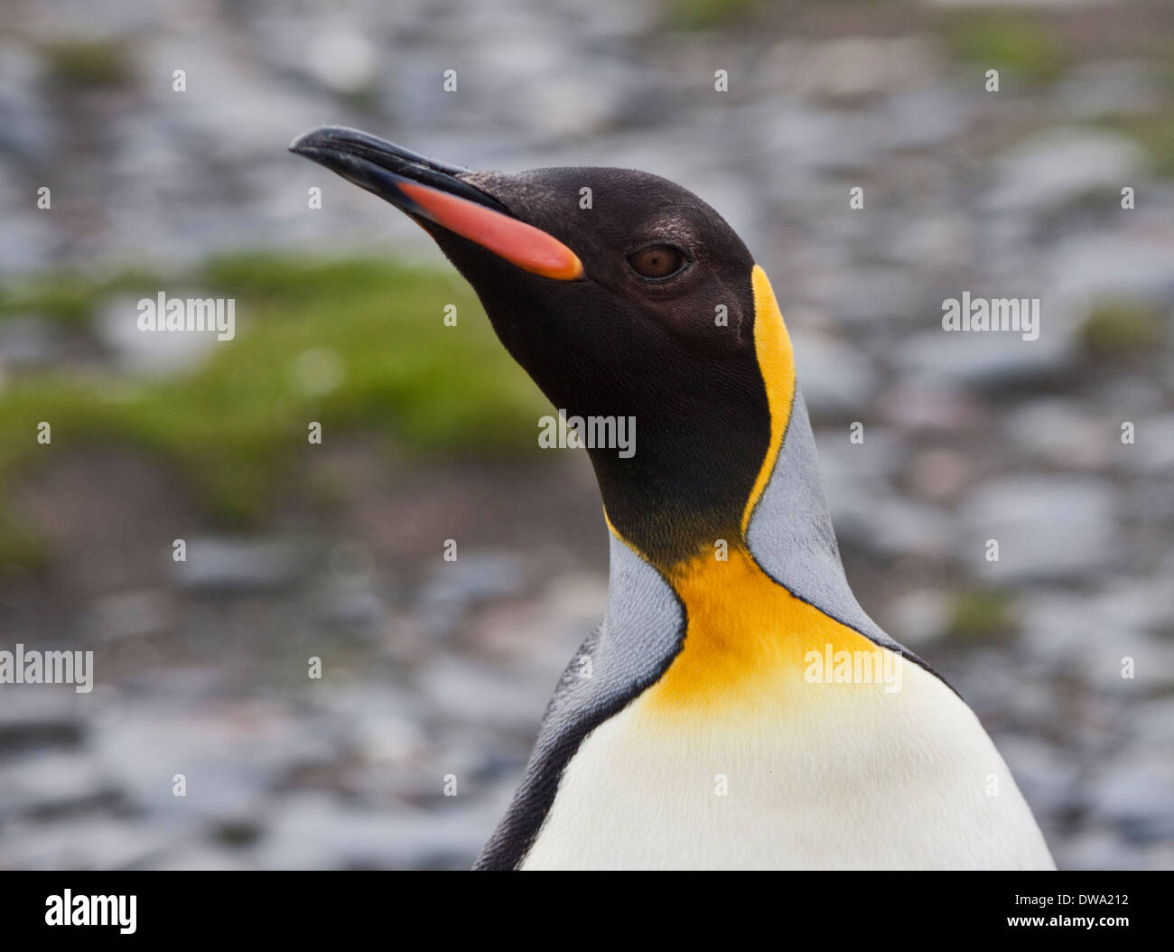 King Penguin (aptenodytes patagonicus), St Andrews Bay, South Georgia Stock Photo
