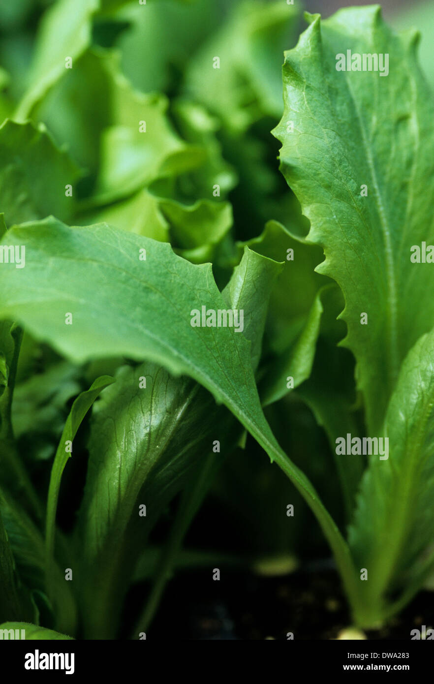 Editorial image of young leaves of Webbs Lettuce Stock Photo