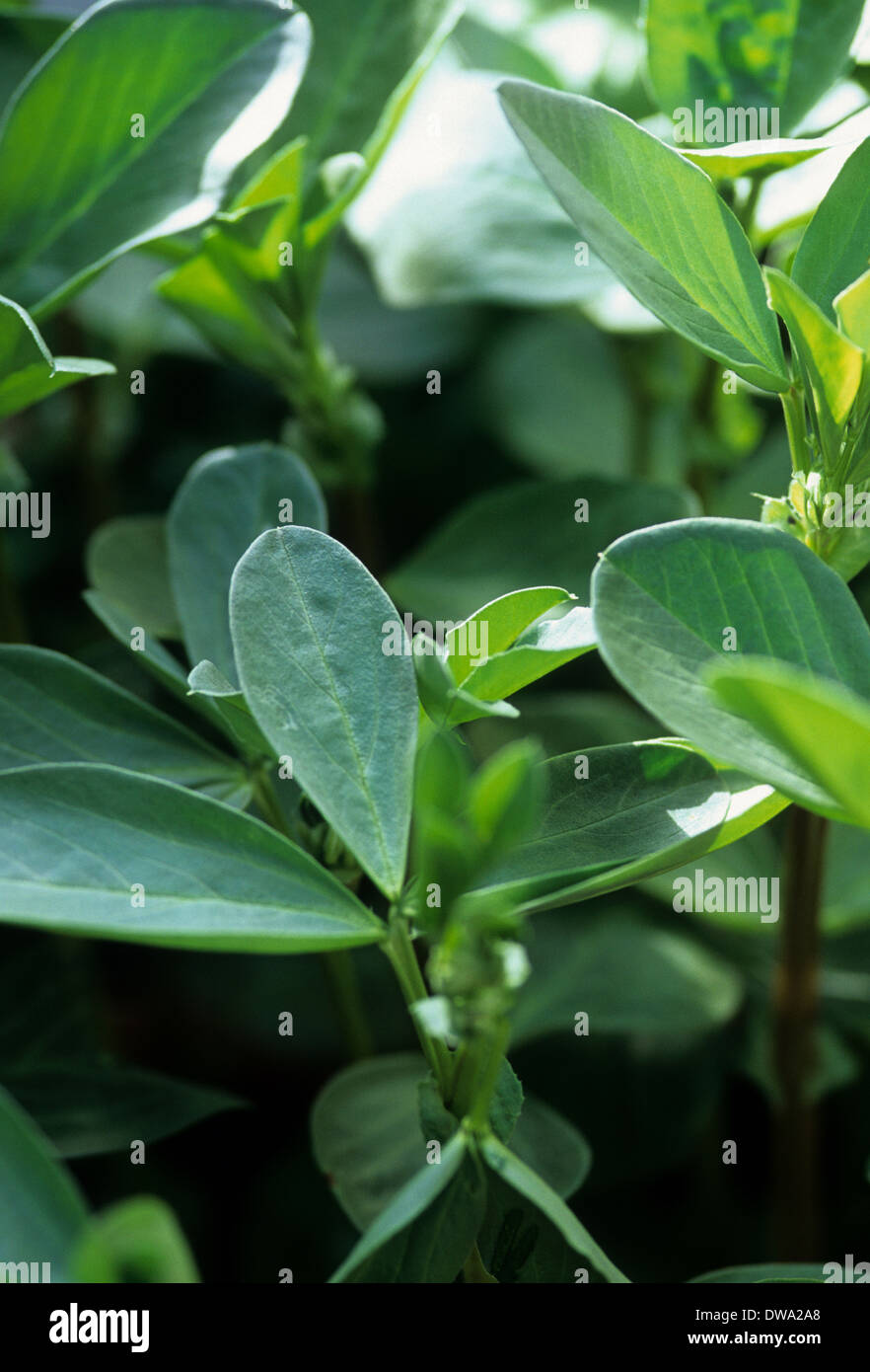 Long and broad leaves hi-res stock photography and images - Alamy