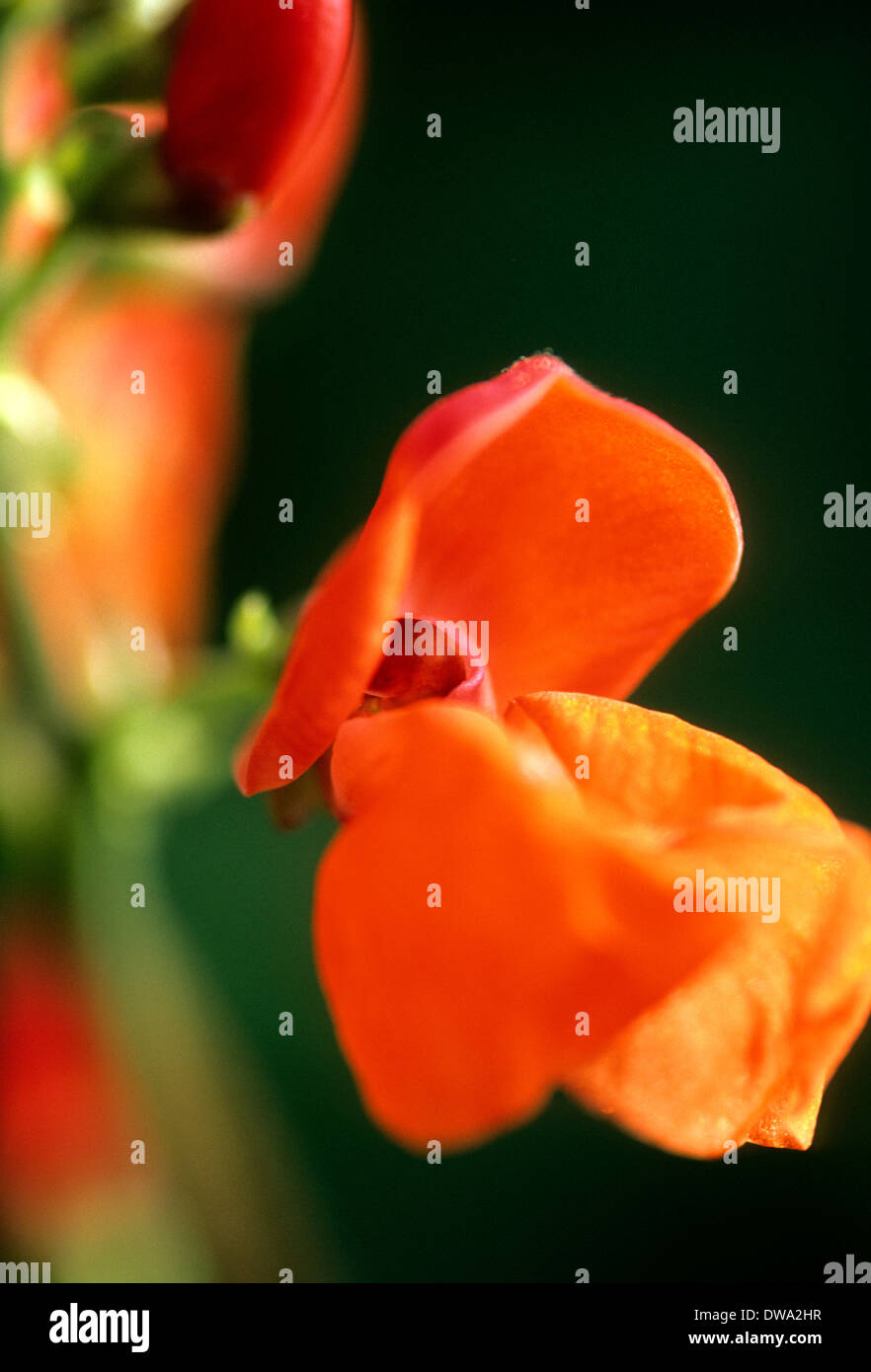 Editorial image of Runner Bean Stock Photo - Alamy