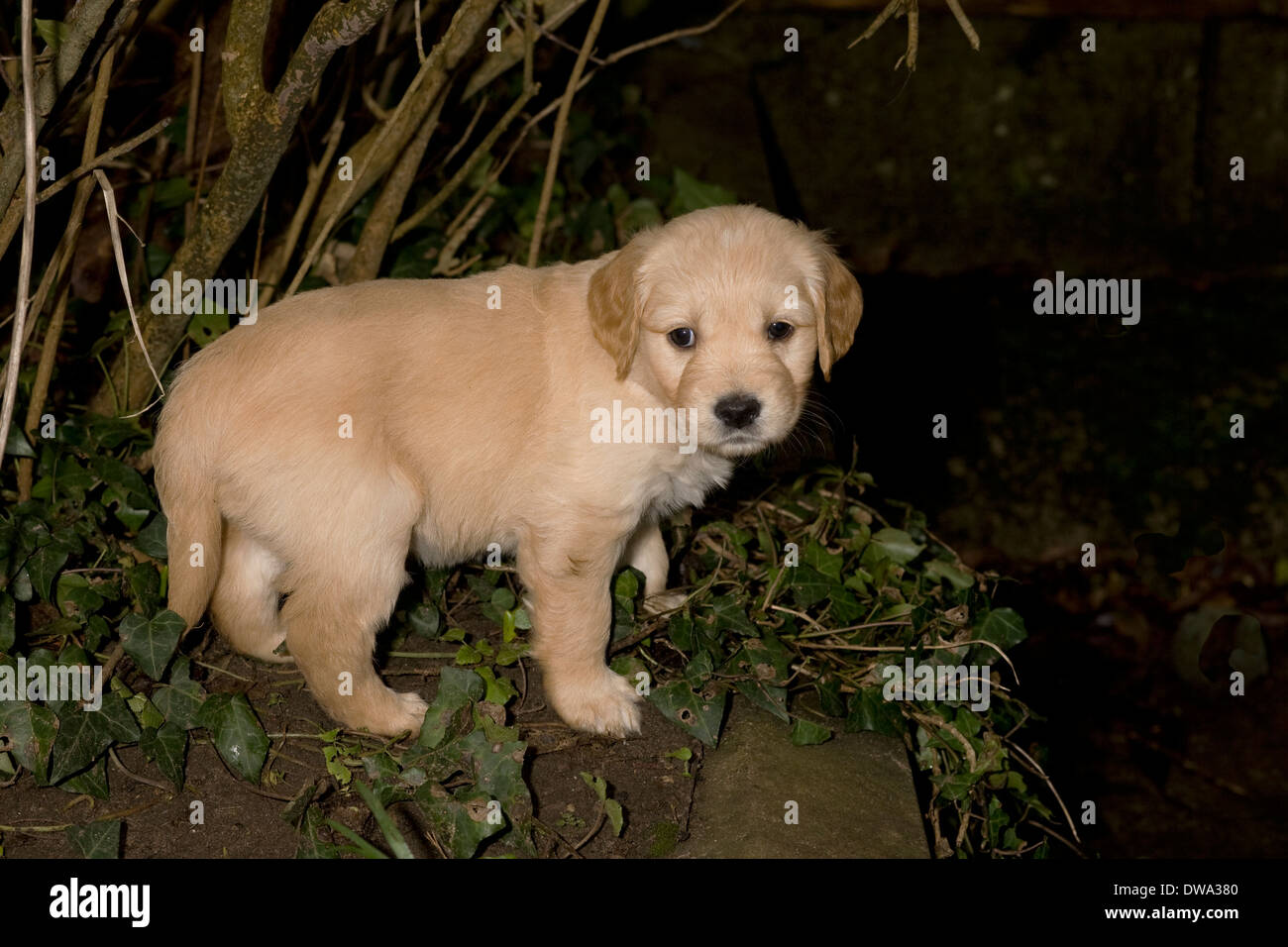 Betty, Yorkbeach Golden Sea Mist, 6 week old female golden retriever puppy, stands on flower bed Stock Photo