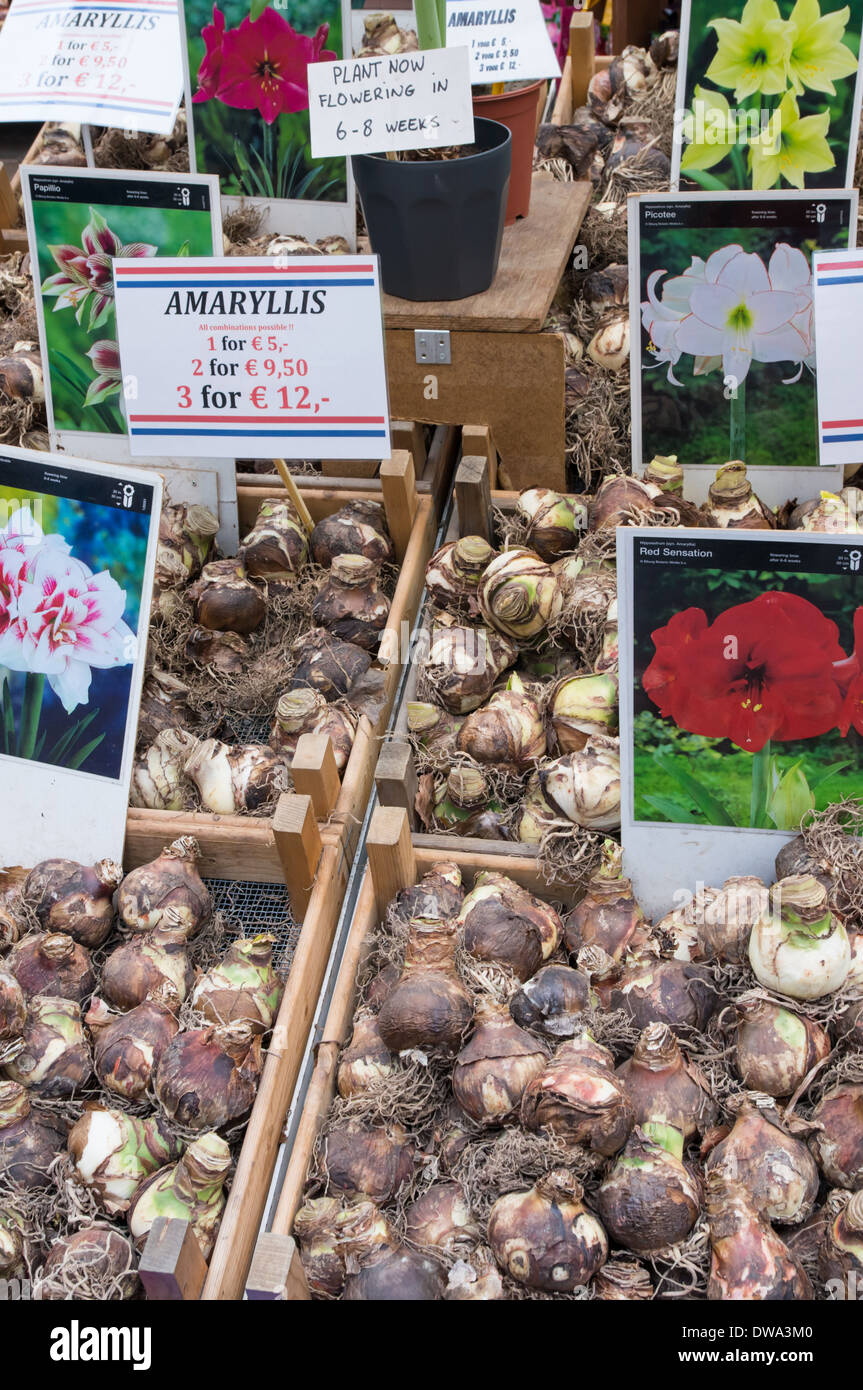 Flower bulbs for sale at Amsterdam flower market, Amsterdam, Netherlands Stock Photo