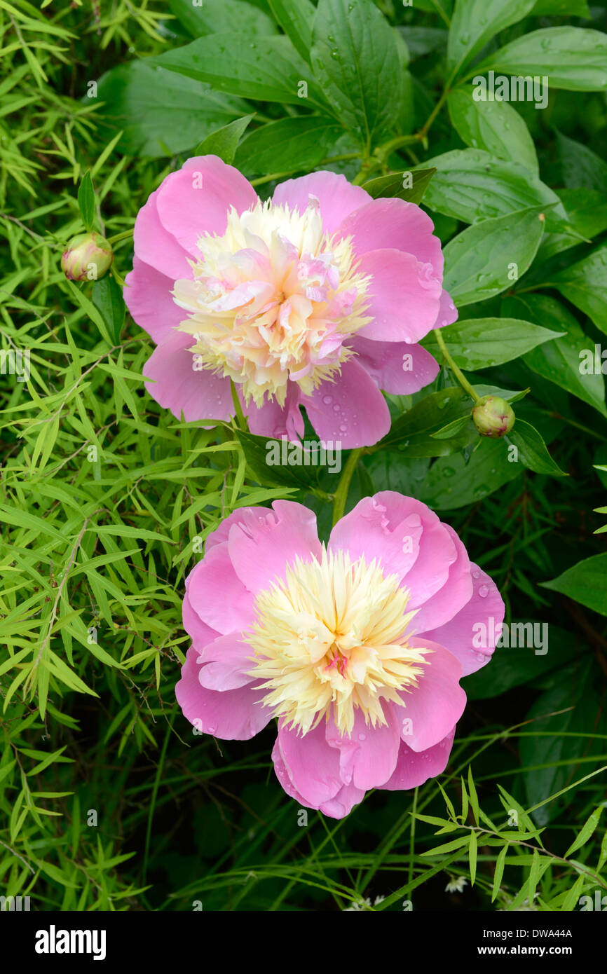 Peony images hires stock photography and images Alamy