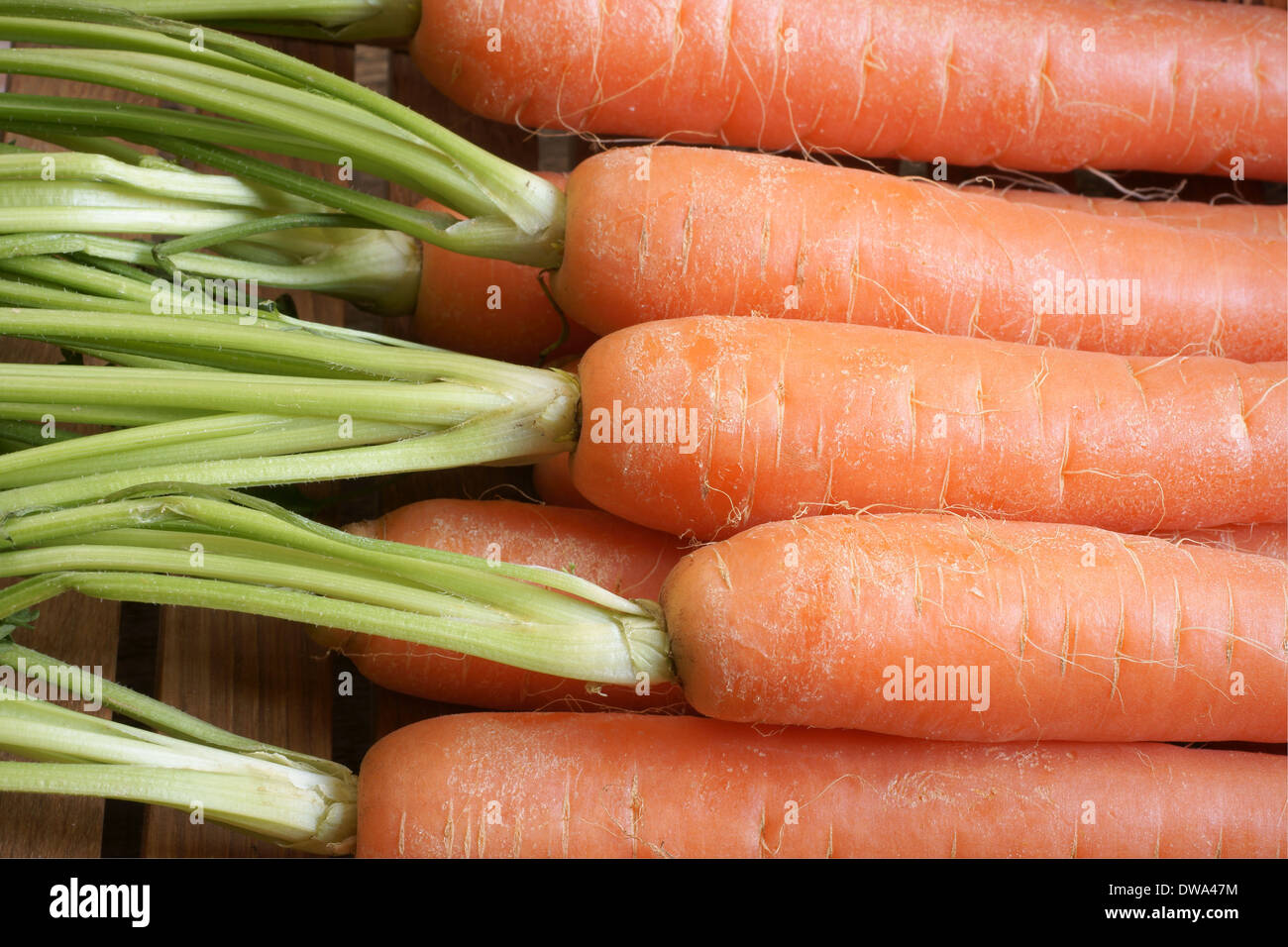 Freshly picked carrots with their tops close up Stock Photo Alamy