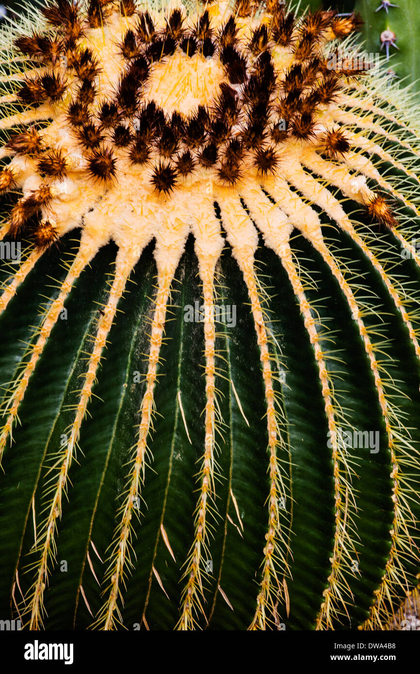 Cactus Plants in Greenhouse Stock Photo