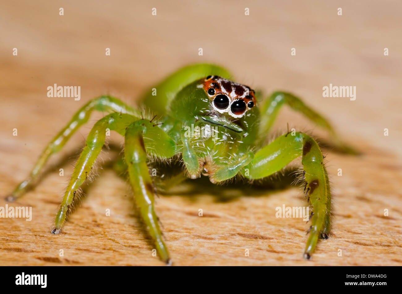 Australian jumping spider Mopsus mormon female Stock Photo